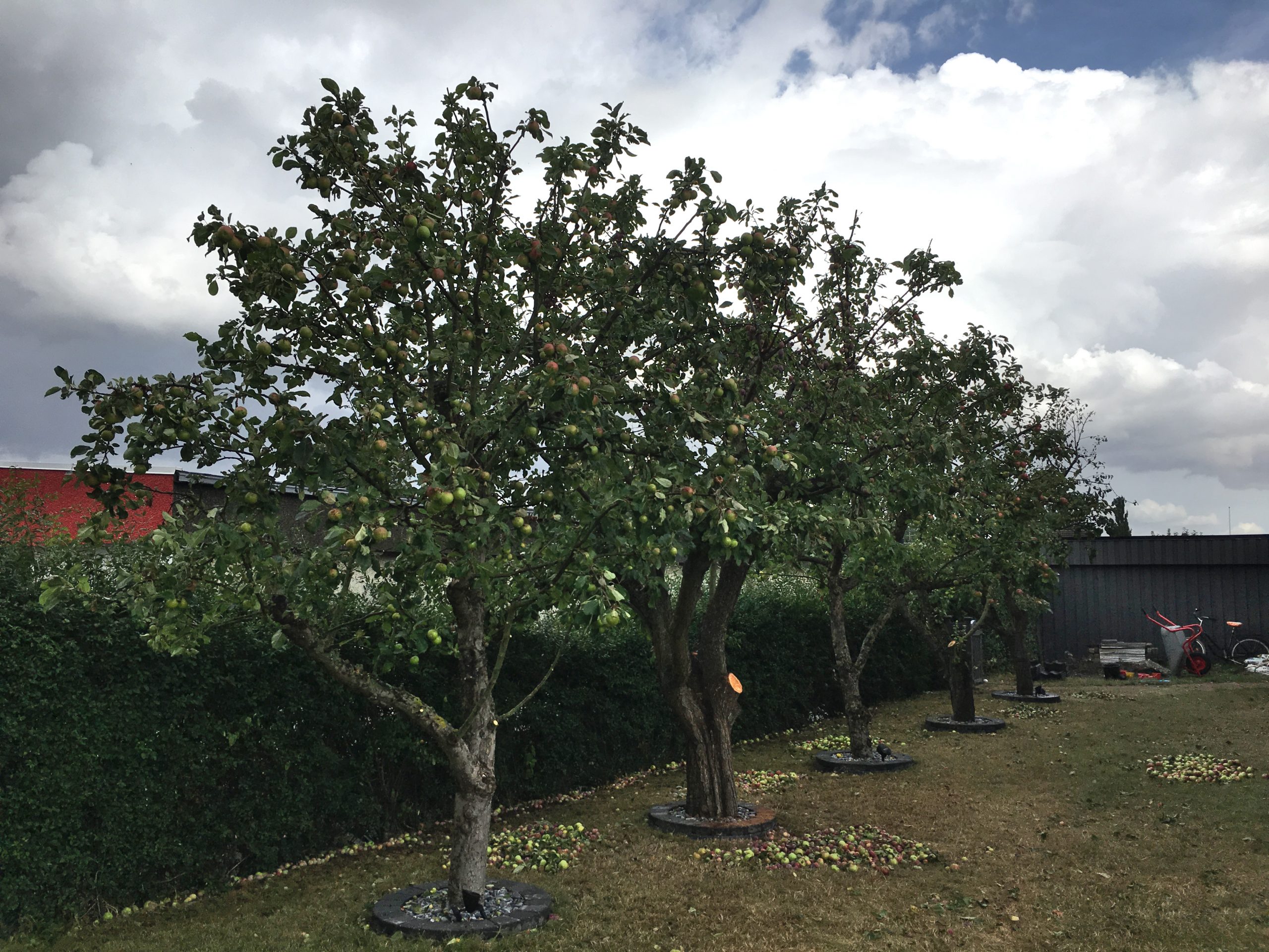 Trädfällning, beskärning, häckklippning, plantering, trädgårdsskötsel med mera • Arborist i Skåne