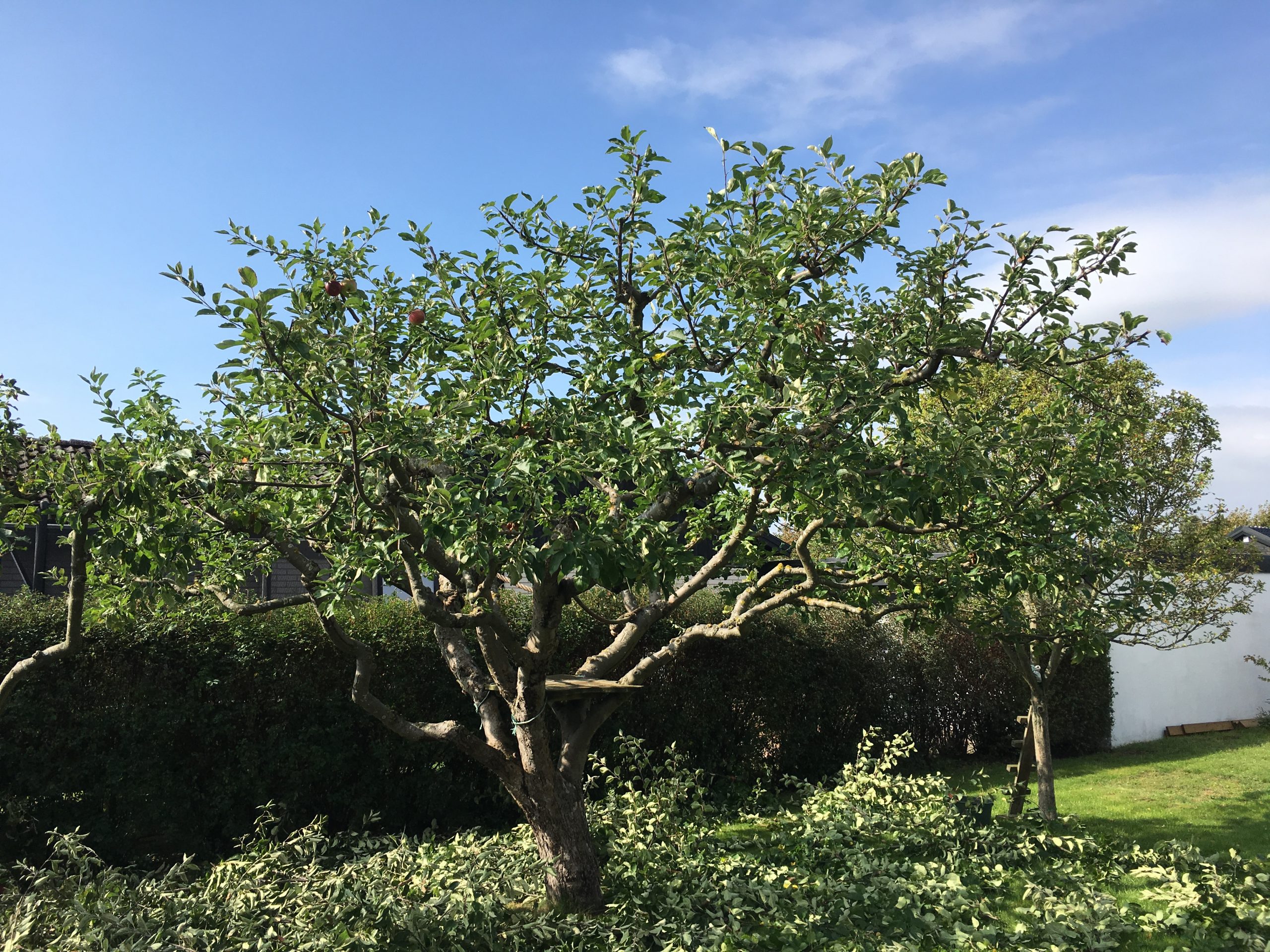 Trädfällning, beskärning, häckklippning, plantering, trädgårdsskötsel med mera • Arborist i Skåne