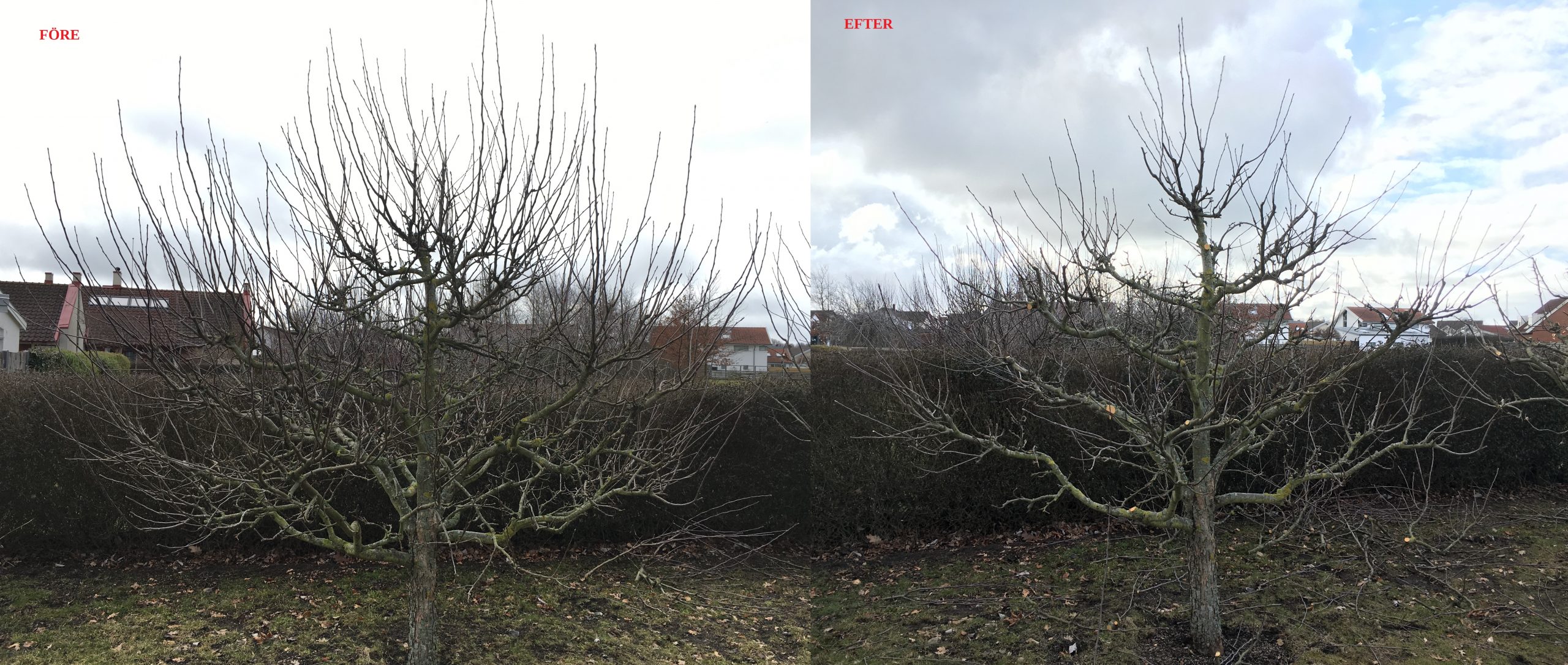 Trädfällning, beskärning, häckklippning, plantering, trädgårdsskötsel med mera • Arborist i Skåne