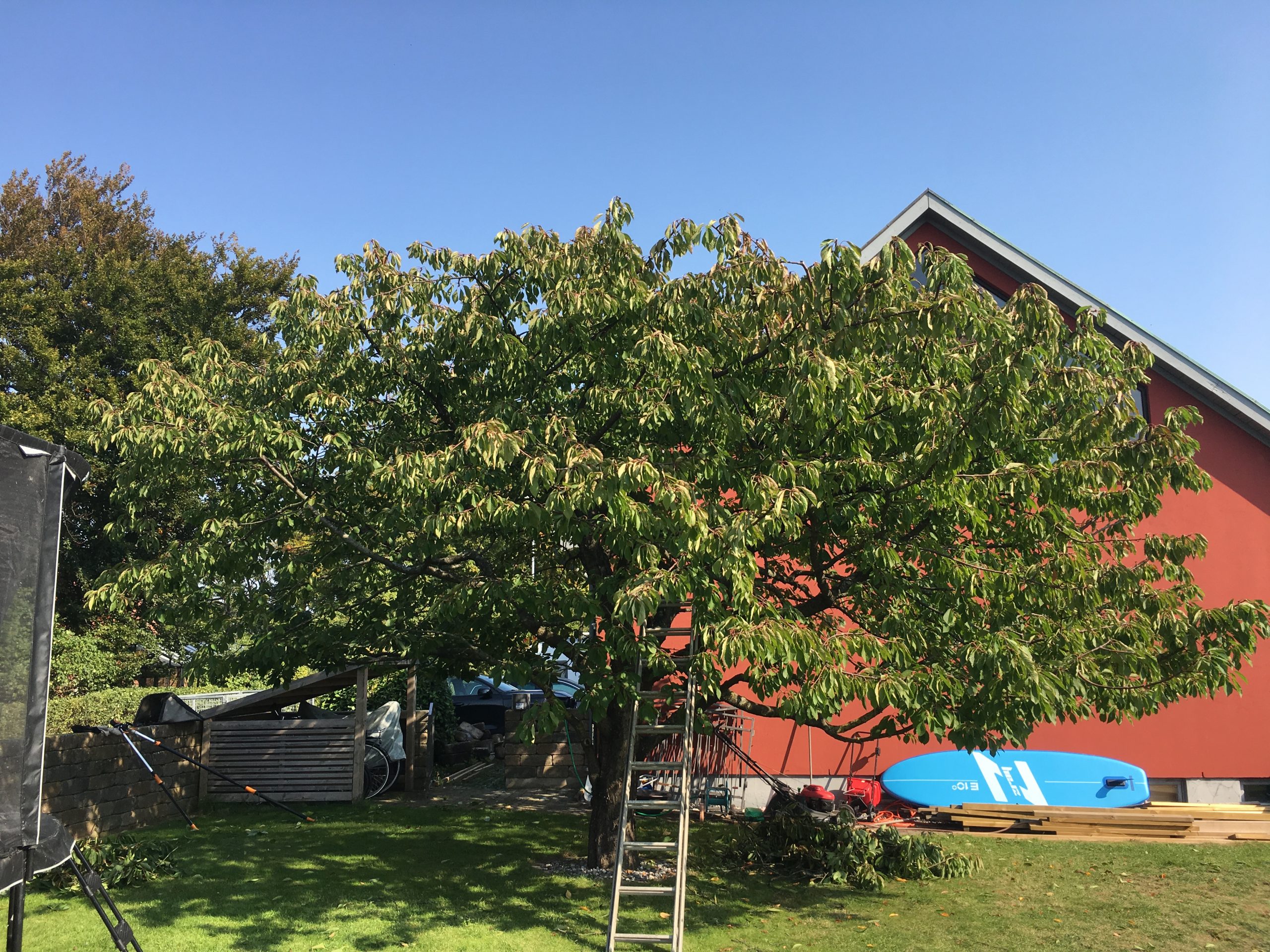 Trädfällning, beskärning, häckklippning, plantering, trädgårdsskötsel med mera • Arborist i Skåne