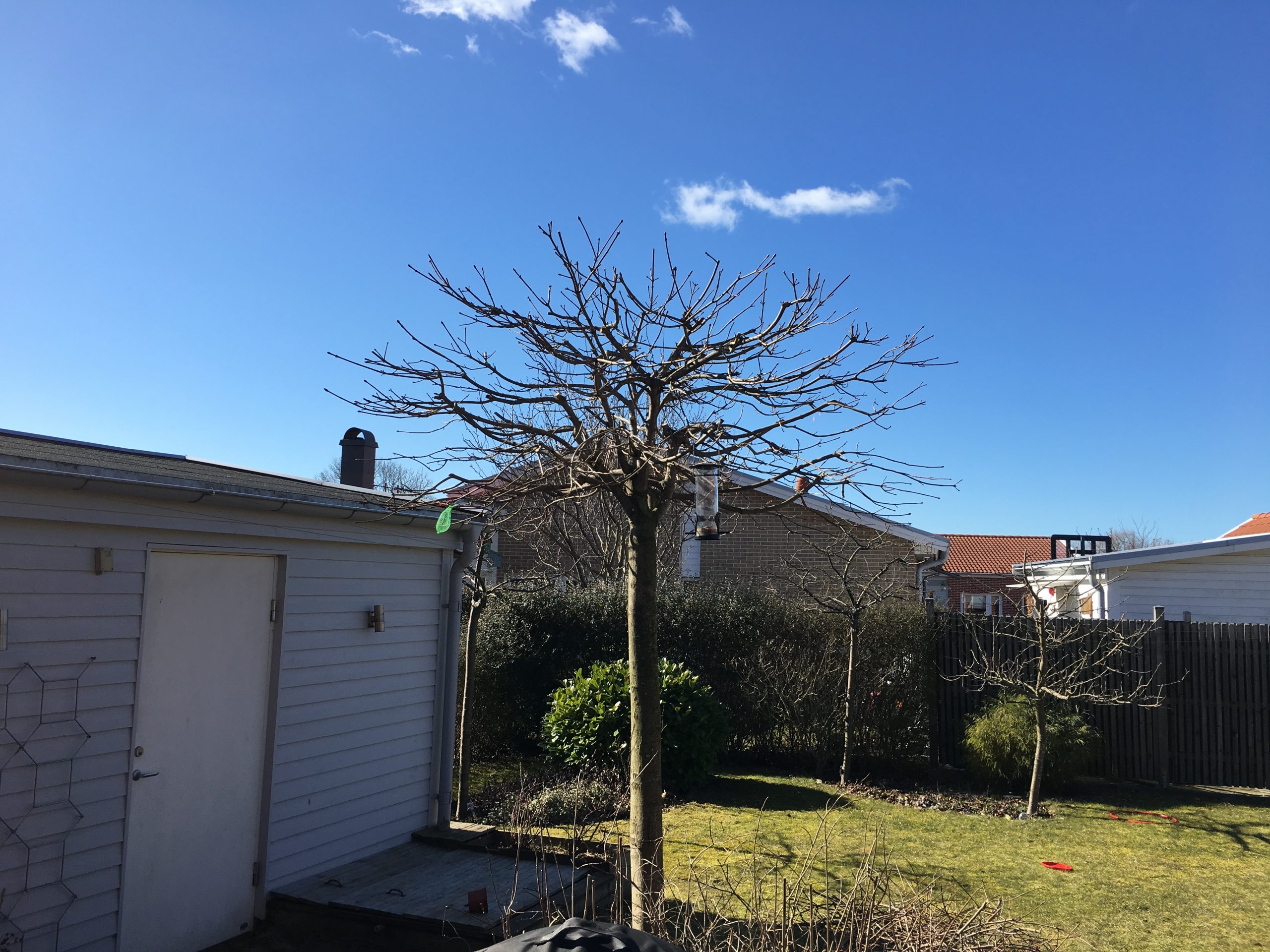 Trädfällning, beskärning, häckklippning, plantering, trädgårdsskötsel med mera • Arborist i Skåne