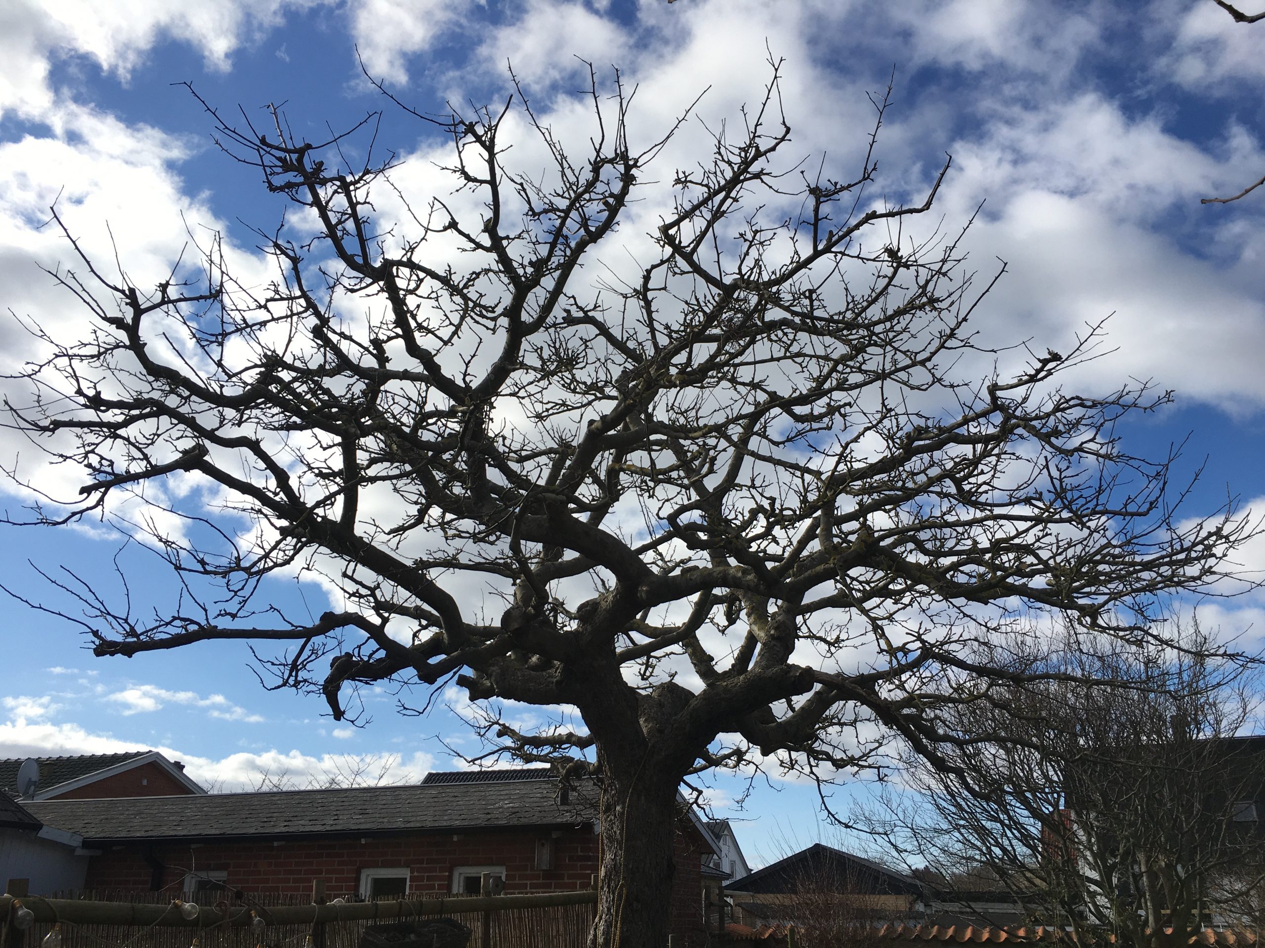 Trädfällning, beskärning, häckklippning, plantering, trädgårdsskötsel med mera • Arborist i Skåne
