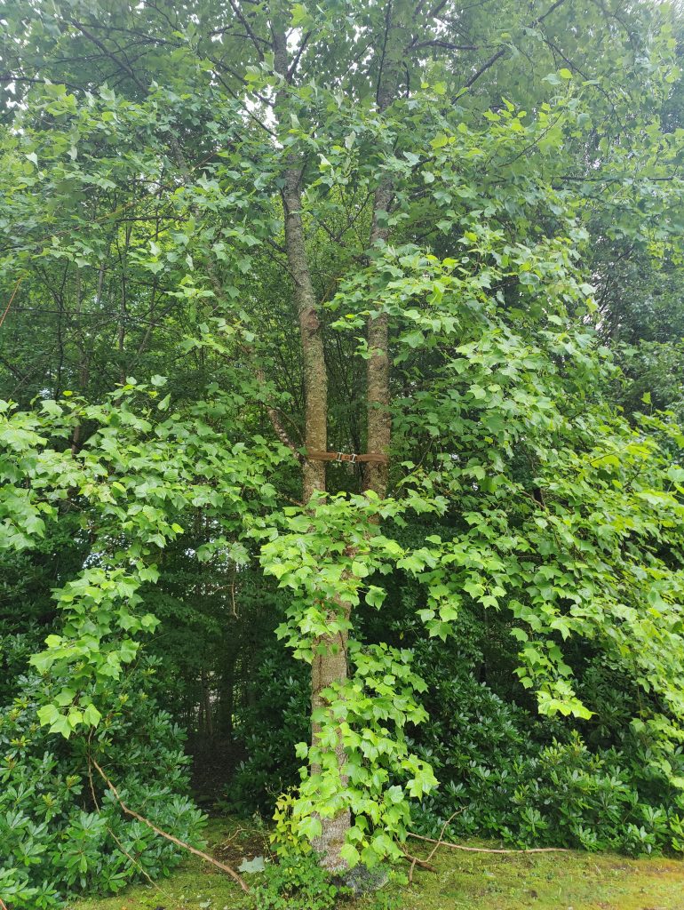 Trädfällning, beskärning, häckklippning, plantering, trädgårdsskötsel med mera • Arborist i Skåne Trädfällning, beskärning, häckklippning, plantering, trädgårdsskötsel med mera • Arborist i Skåne