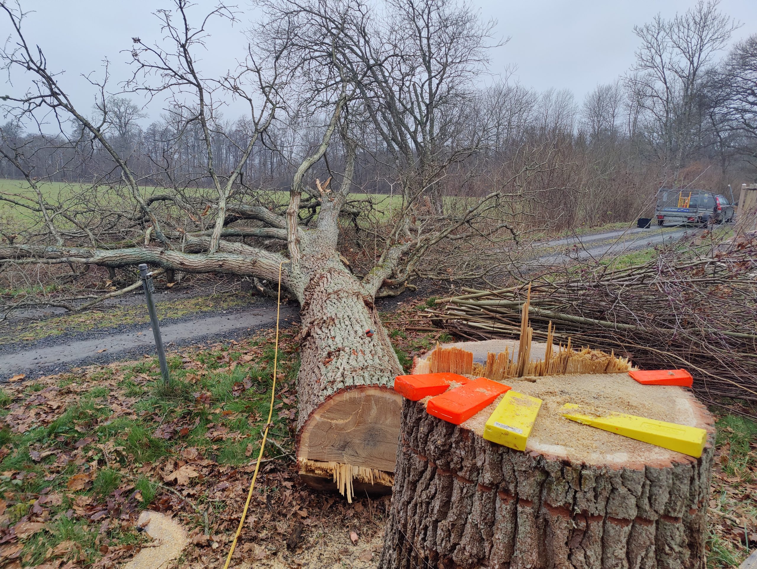Trädfällning, beskärning, häckklippning, plantering, trädgårdsskötsel med mera • Arborist i Skåne Trädfällning, beskärning, häckklippning, plantering, trädgårdsskötsel med mera • Arborist i Skåne