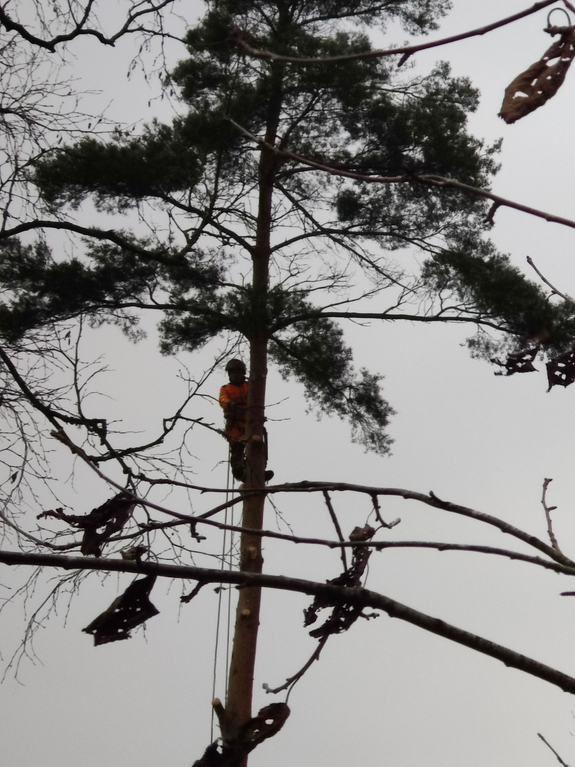Trädfällning, beskärning, häckklippning, plantering, trädgårdsskötsel med mera • Arborist i Skåne Trädfällning, beskärning, häckklippning, plantering, trädgårdsskötsel med mera • Arborist i Skåne