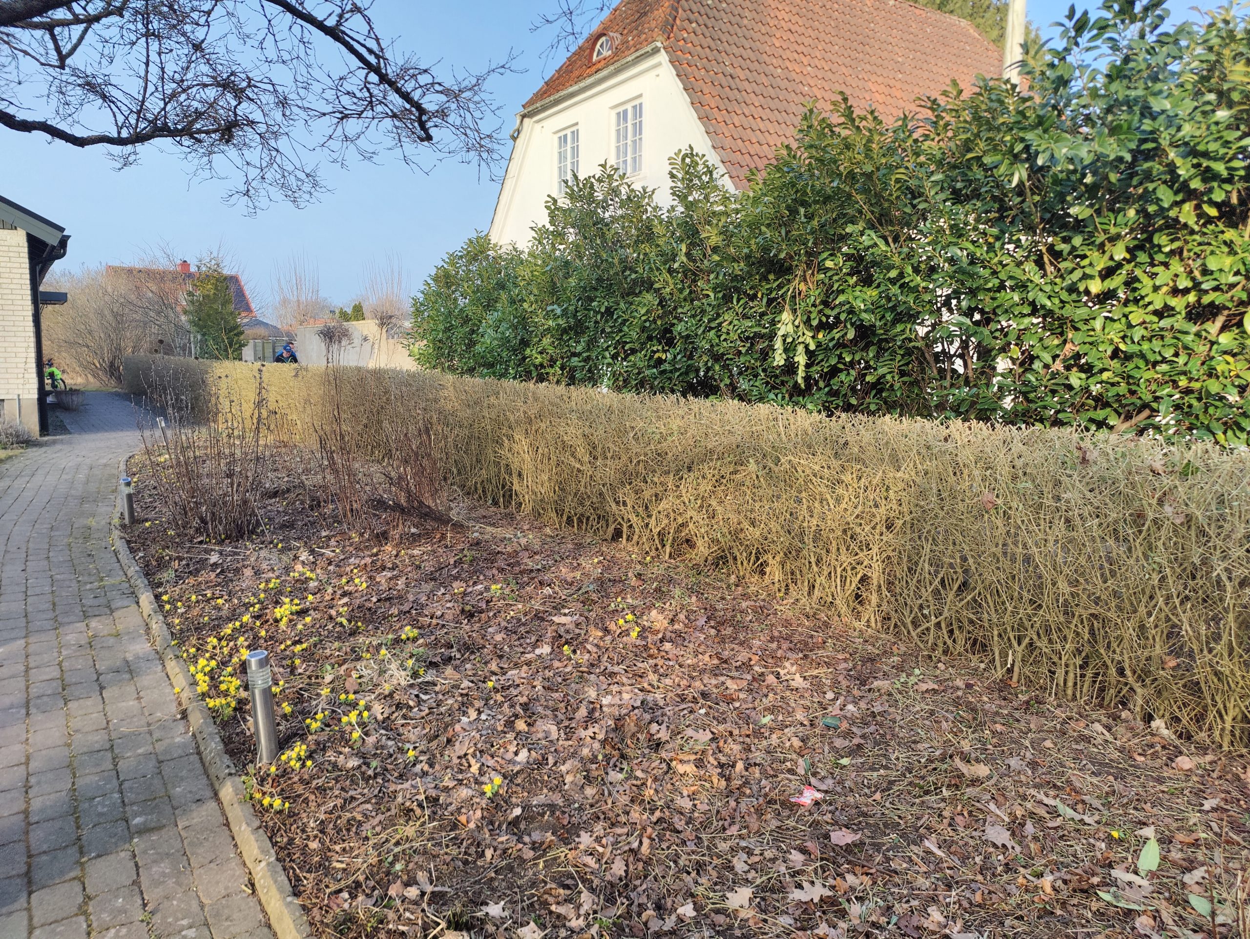 Trädfällning, beskärning, häckklippning, plantering, trädgårdsskötsel med mera • Arborist i Skåne
