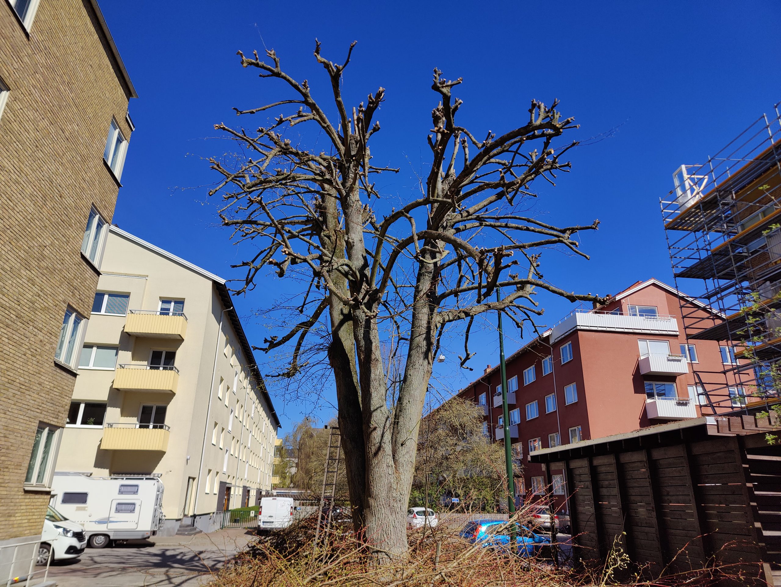 Trädfällning, beskärning, häckklippning, plantering, trädgårdsskötsel med mera • Arborist i Skåne Trädfällning, beskärning, häckklippning, plantering, trädgårdsskötsel med mera • Arborist i Skåne